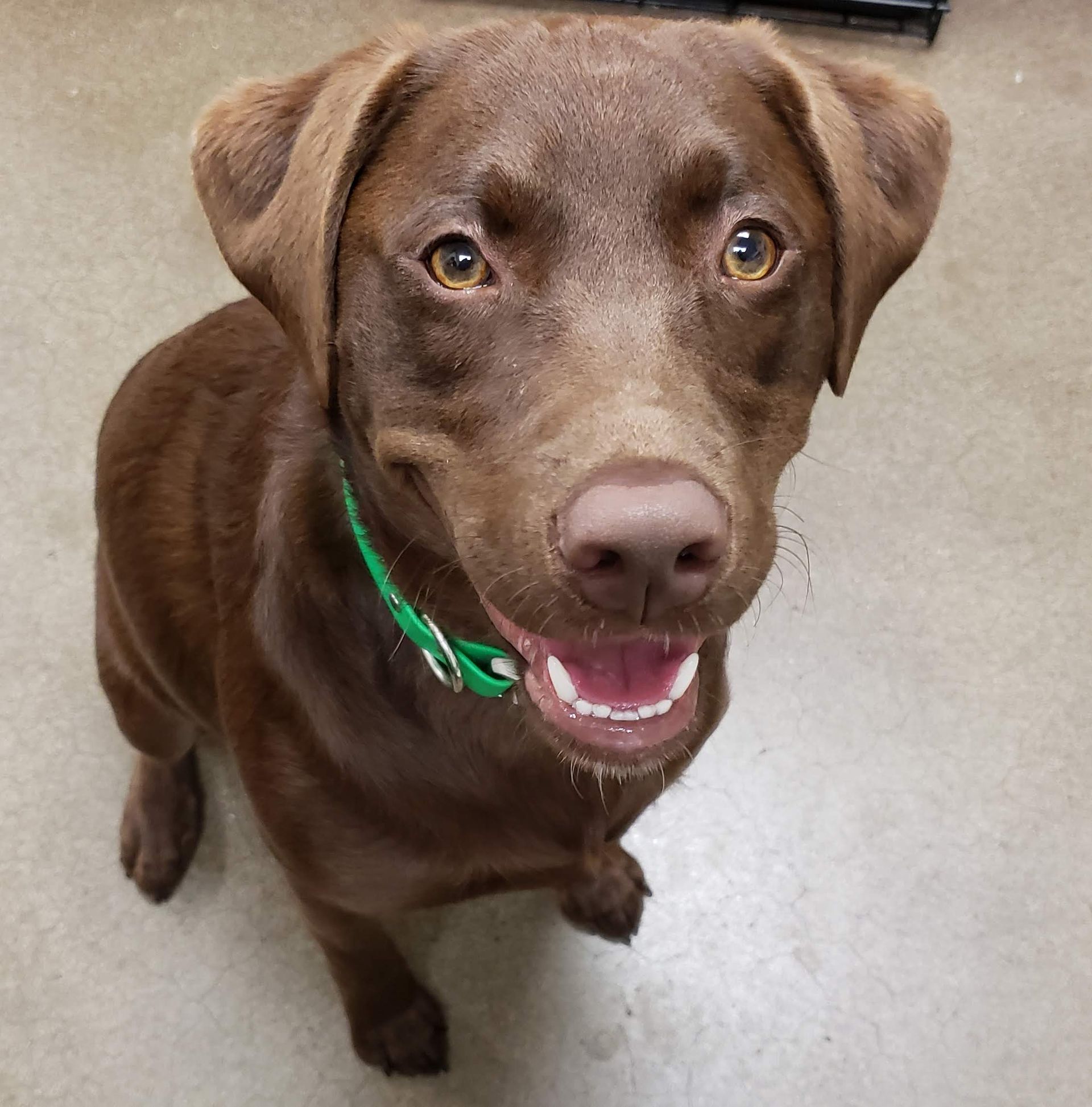 Chocolate Labrador with a green collar looking up and smiling on a floor indoors