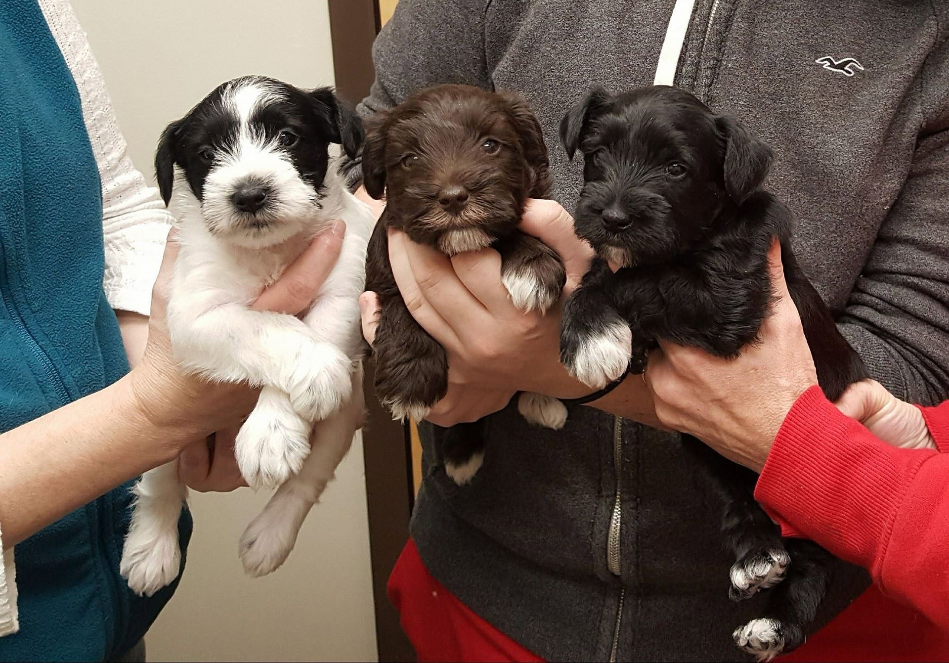 Three small puppies being held by people, including a black-and-white, brown, and black puppy.