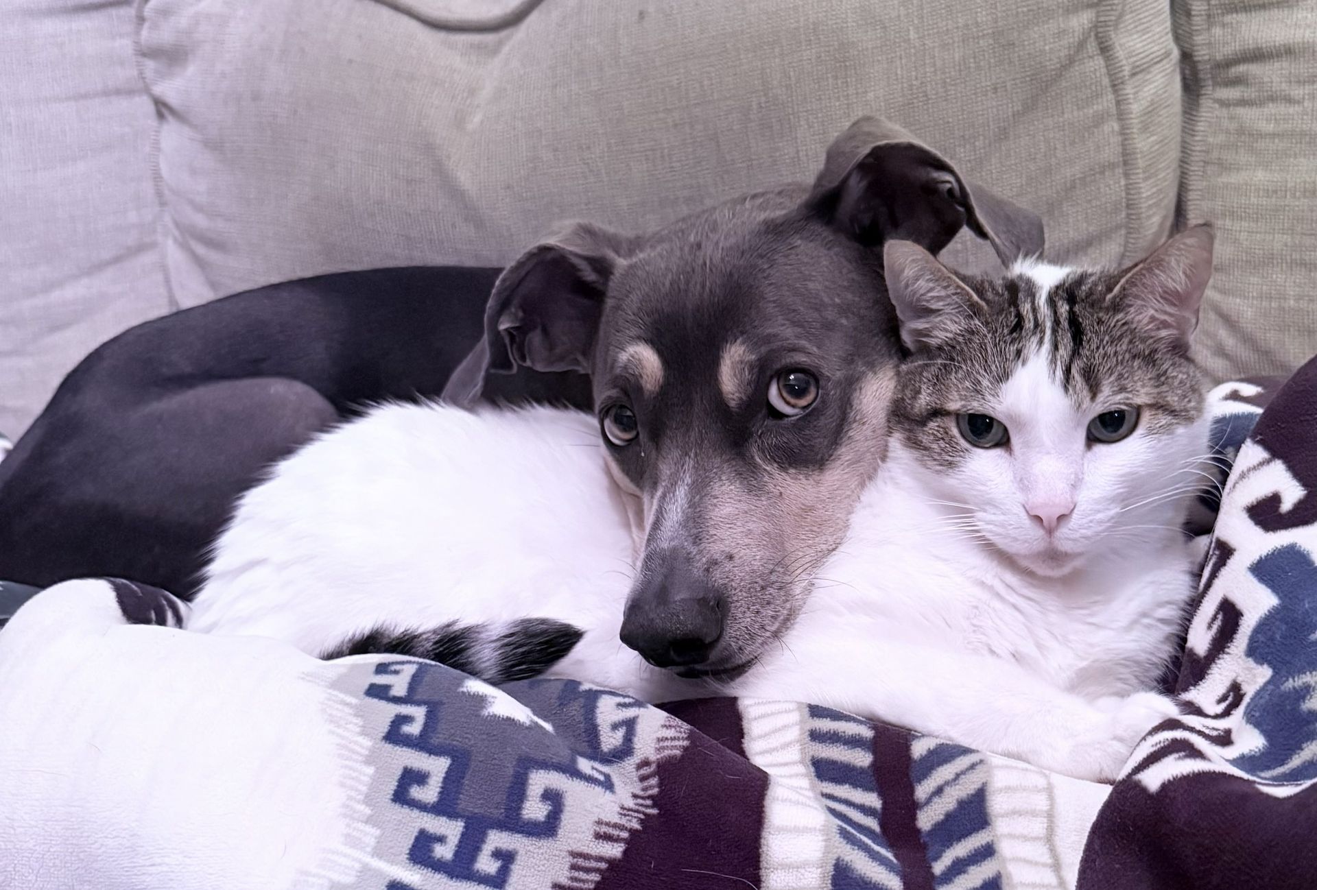 A dog and a cat snuggled together on a couch under a patterned blanket.