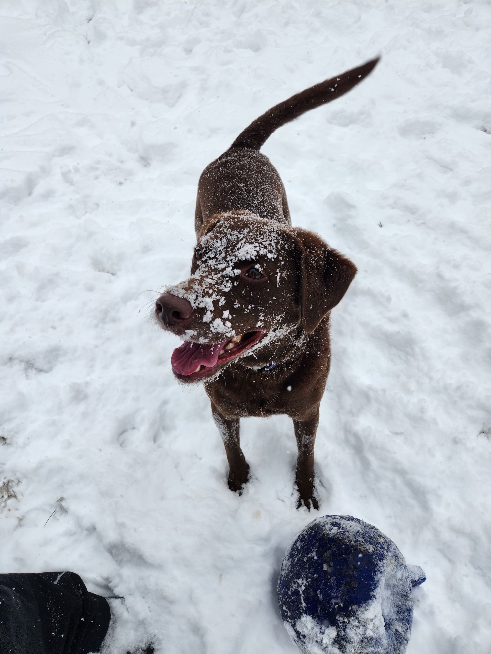 Snowy brown dog looking up with tongue out, standing in the snow near two balls