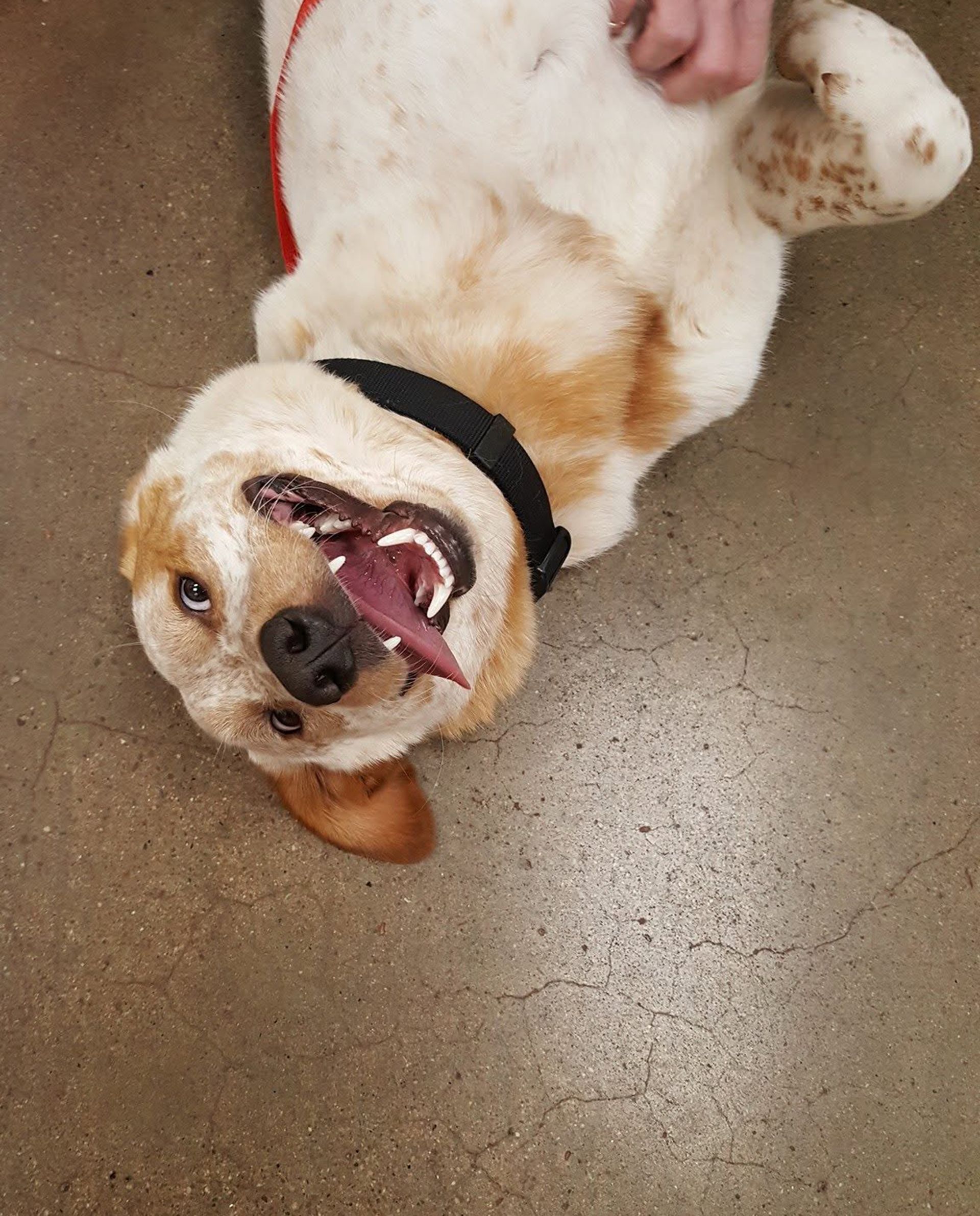 Dog lying on its back on a floor, mouth open and tongue out, wearing a black collar.