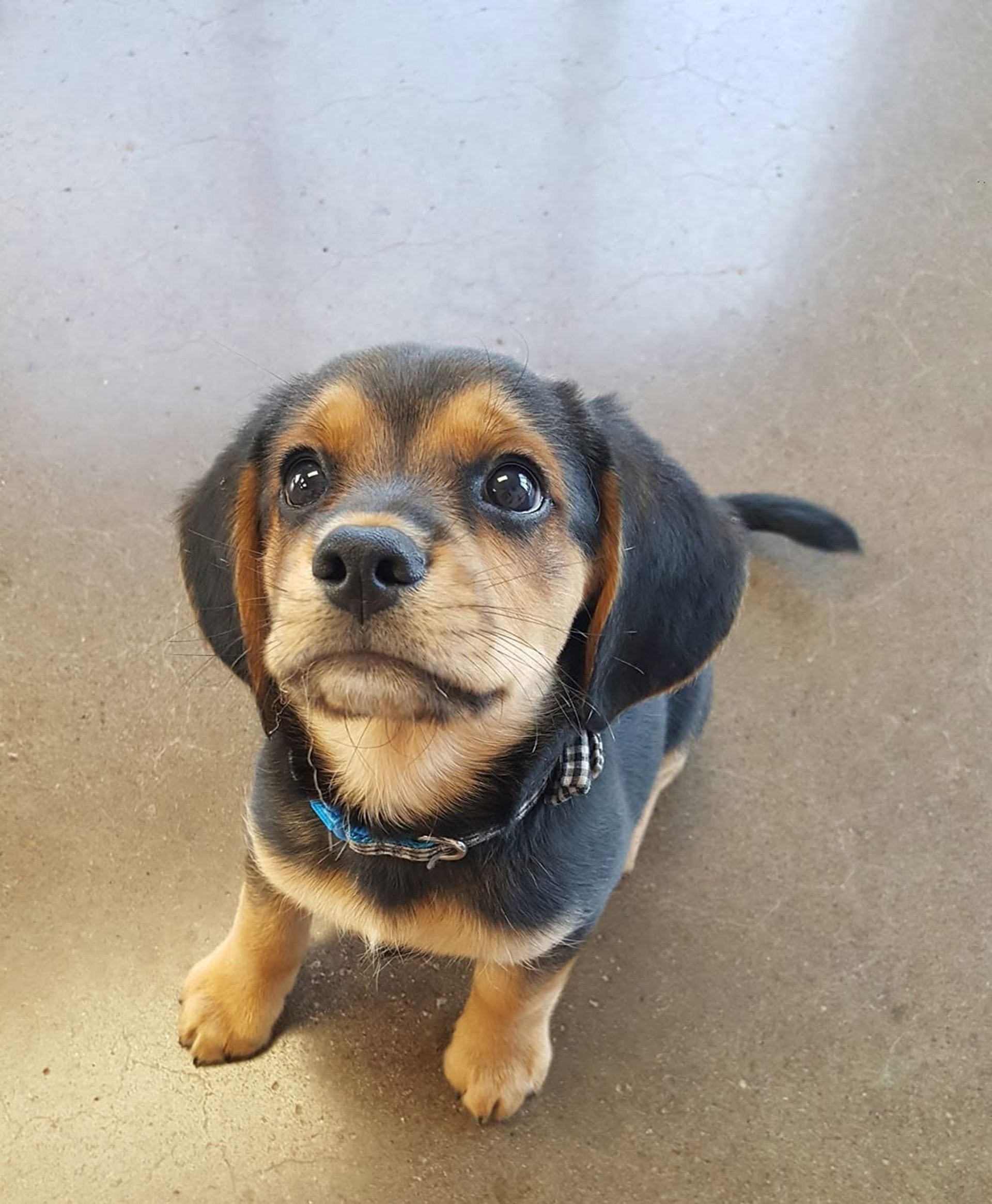 Small black-and-tan puppy looking up on a gray floor, wearing a blue collar.