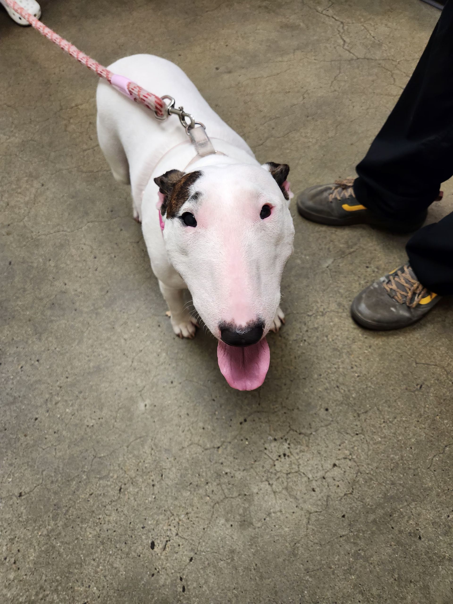 White bull terrier on a pink leash, tongue out, standing on concrete beside a person’s shoes.