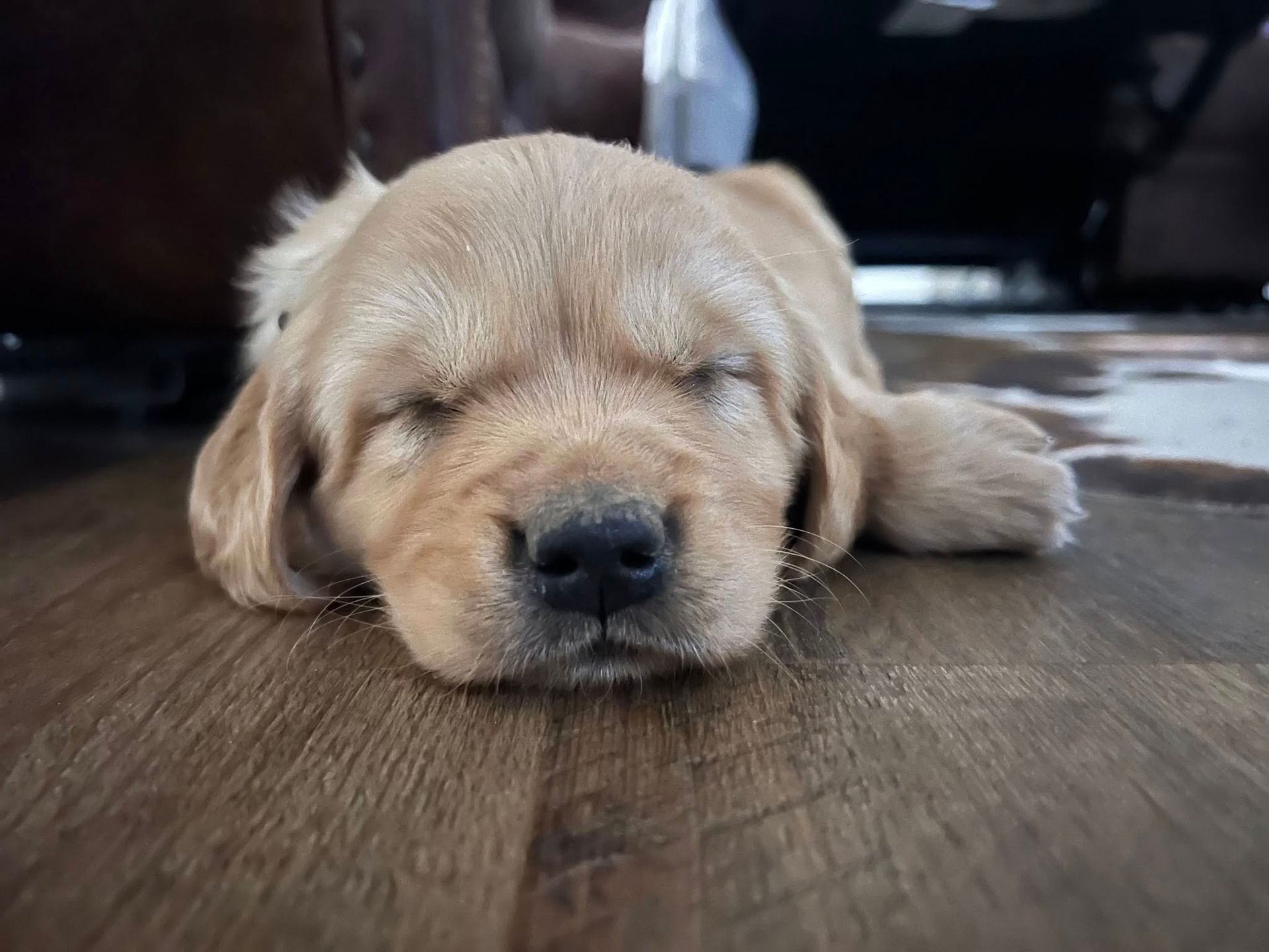 Sleeping golden retriever puppy on a wooden floor indoors