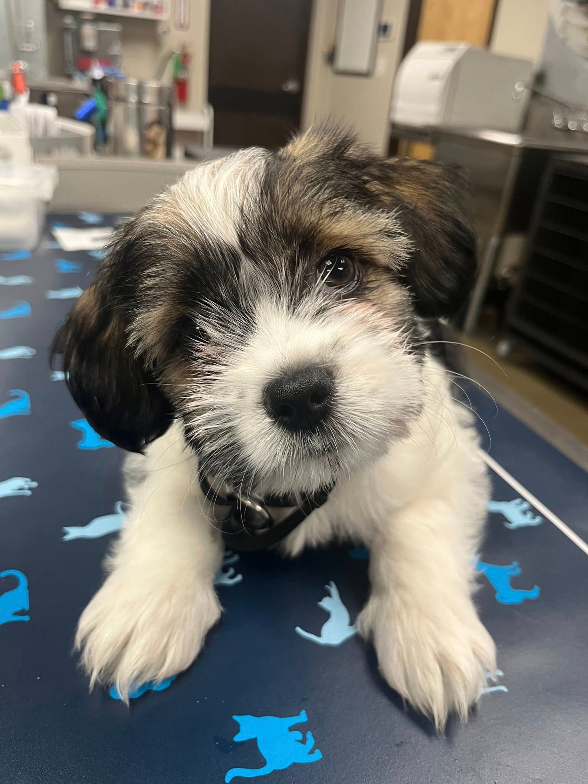 Small fluffy black-and-white puppy sitting on a blue patterned mat, looking at the camera