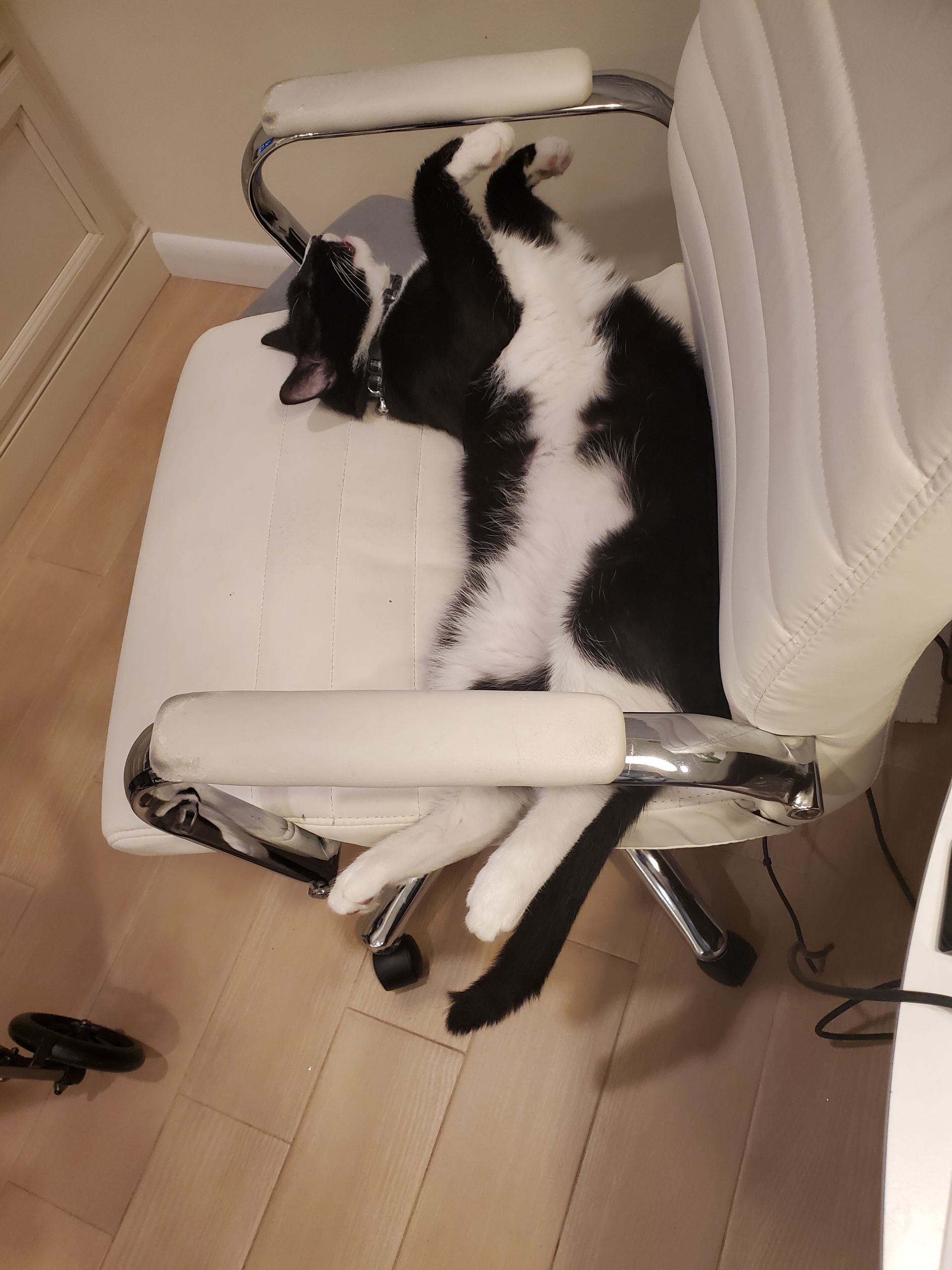 Black-and-white cat stretched out asleep on a white office chair on a wood floor.