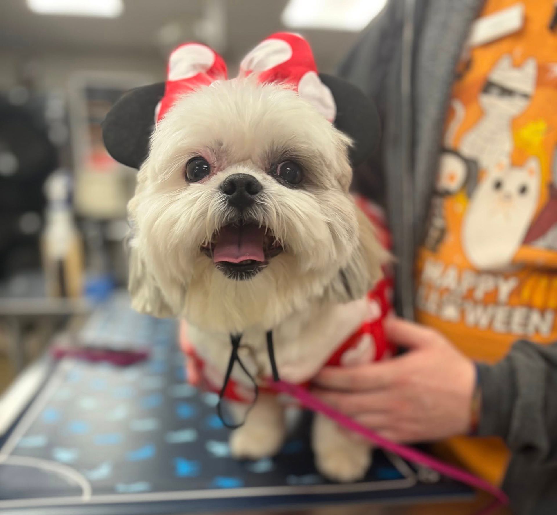 Small white dog with a red bow and costume sitting on a table, tongue out and being held by a person