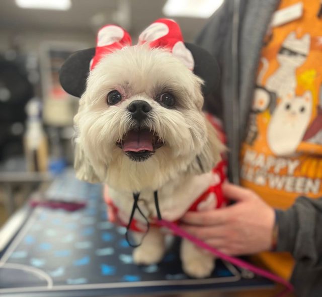 Small dog in a red bow outfit sitting on a table, panting happily with a person behind it.