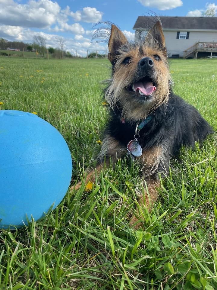 Small black-and-tan dog sitting in grass beside a blue ball, tongue out under a cloudy sky.