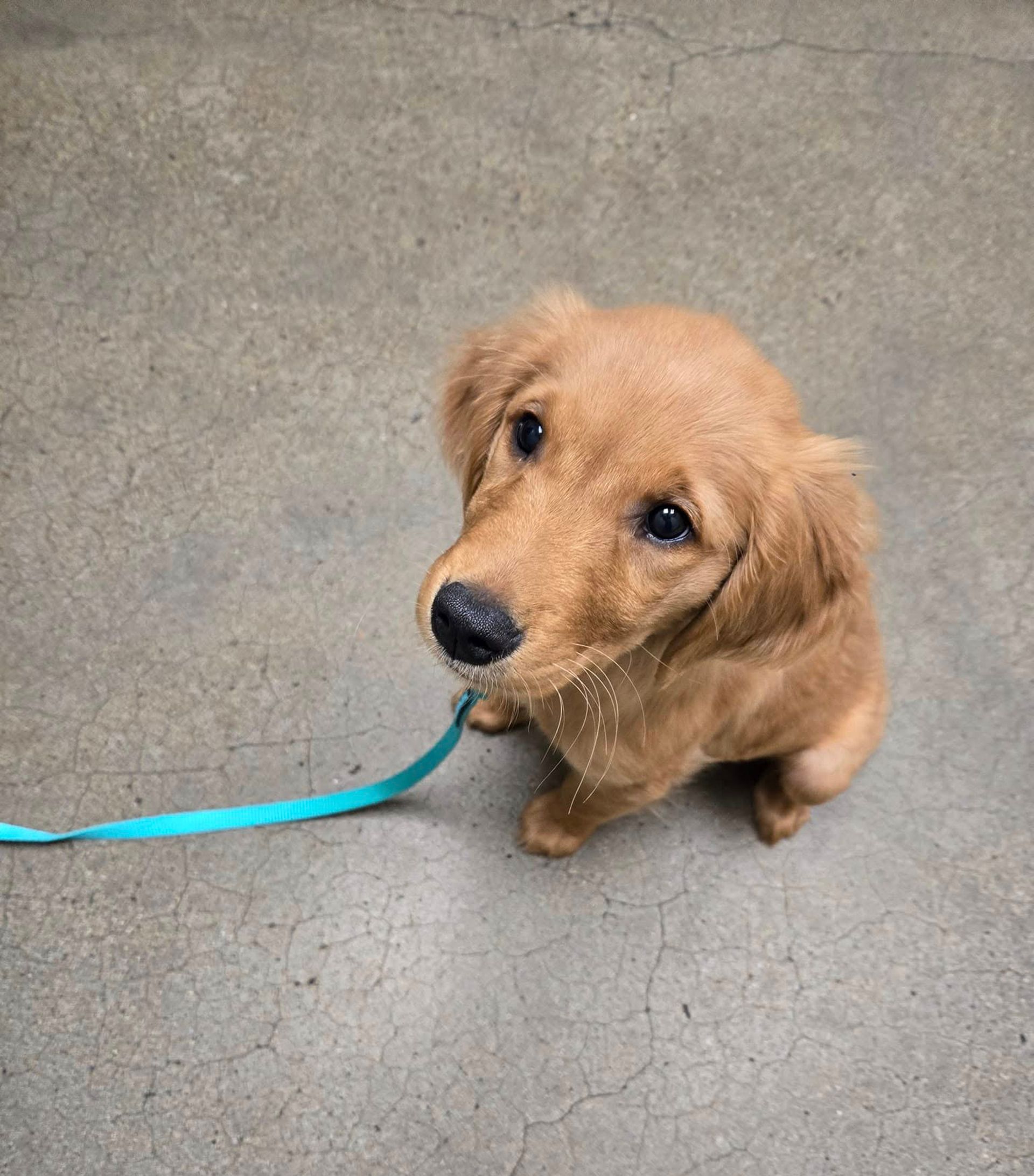 Small tan puppy on a blue leash, sitting on gray pavement and looking up.