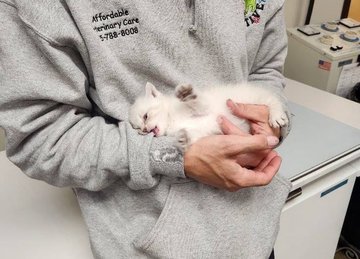 Person holding a sleeping white kitten in a gray sweatshirt indoors