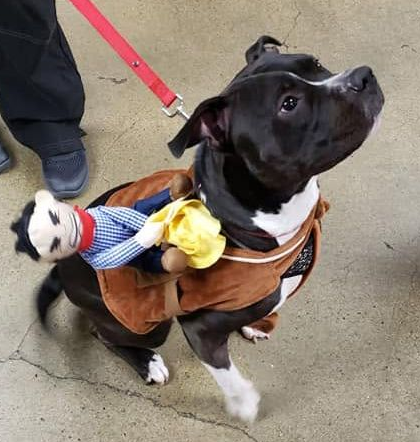 Black dog in a brown outfit looks up on a red leash, surrounded by people indoors.