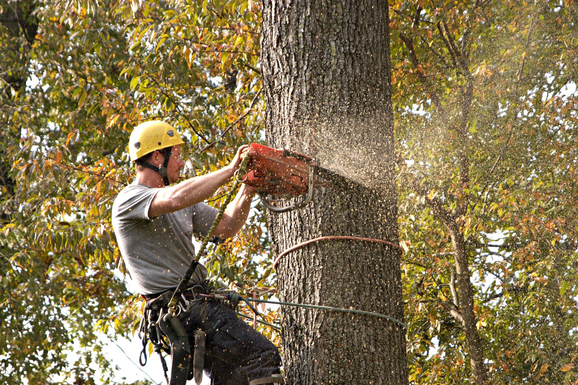 tree trimming service