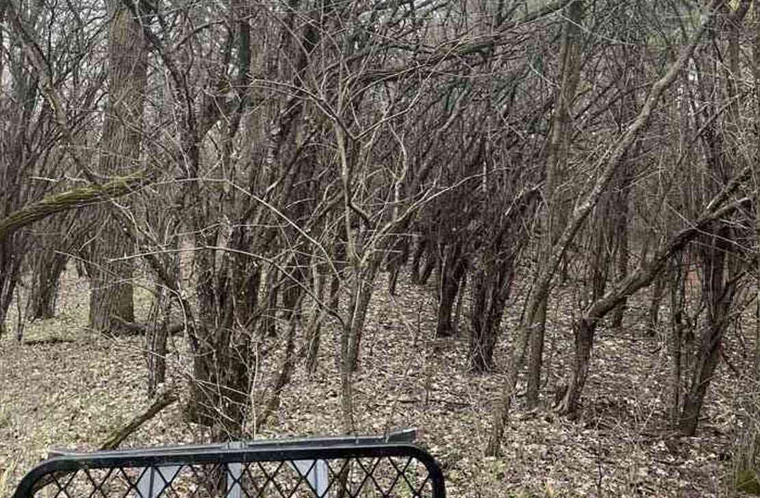 a fence in the middle of a forest with trees without leaves 