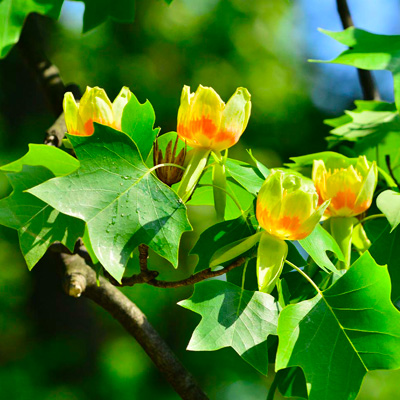 Tulip Poplar