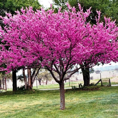 Eastern Redbud