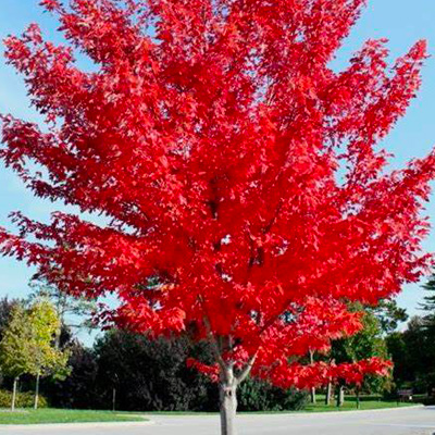 Autumn Blaze Maple