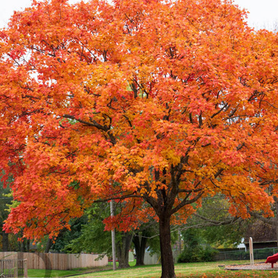 Sugar Maple