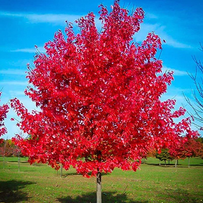 Red Sunset Maple