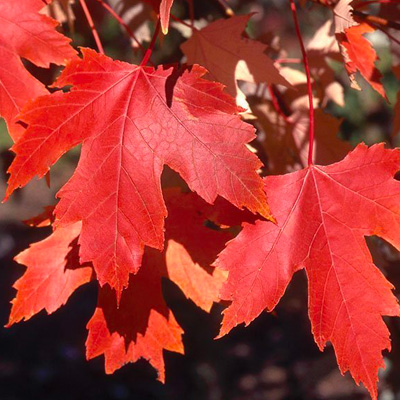 Autumn Fantasy Maple