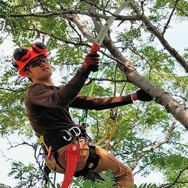 A man is cutting a tree branch with a pair of scissors.