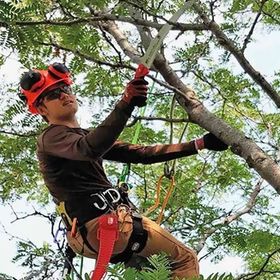 A man is cutting a tree branch with a pair of scissors.