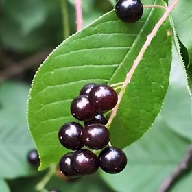 A bunch of black cherries hanging from a green leaf