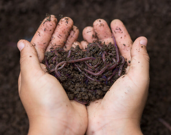 Compost and Mulch