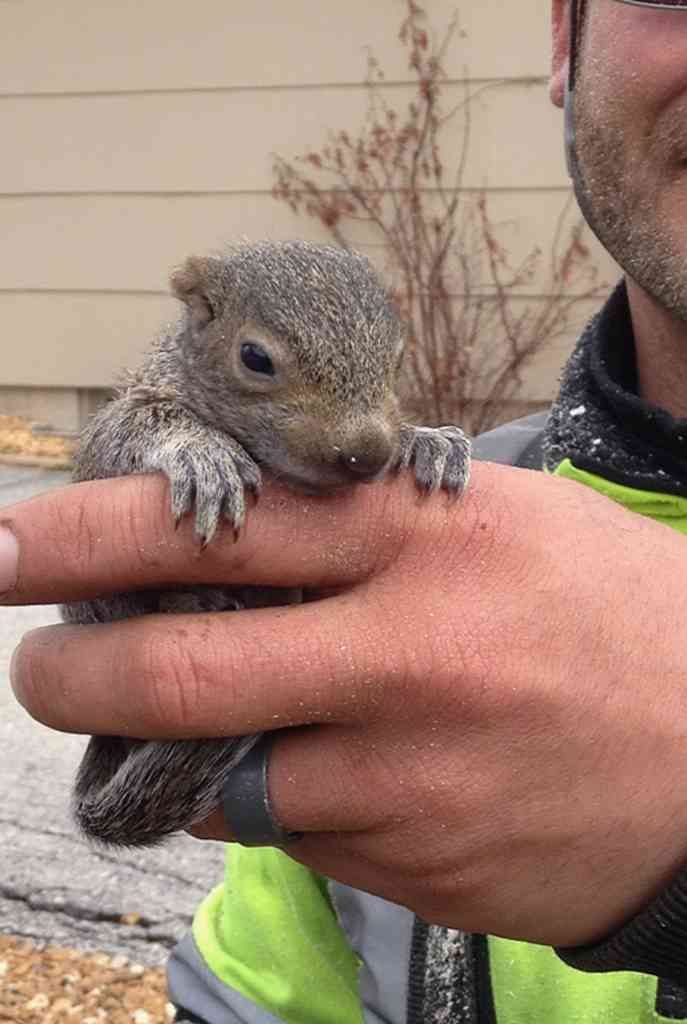 a man is holding a small squirrel in his hands