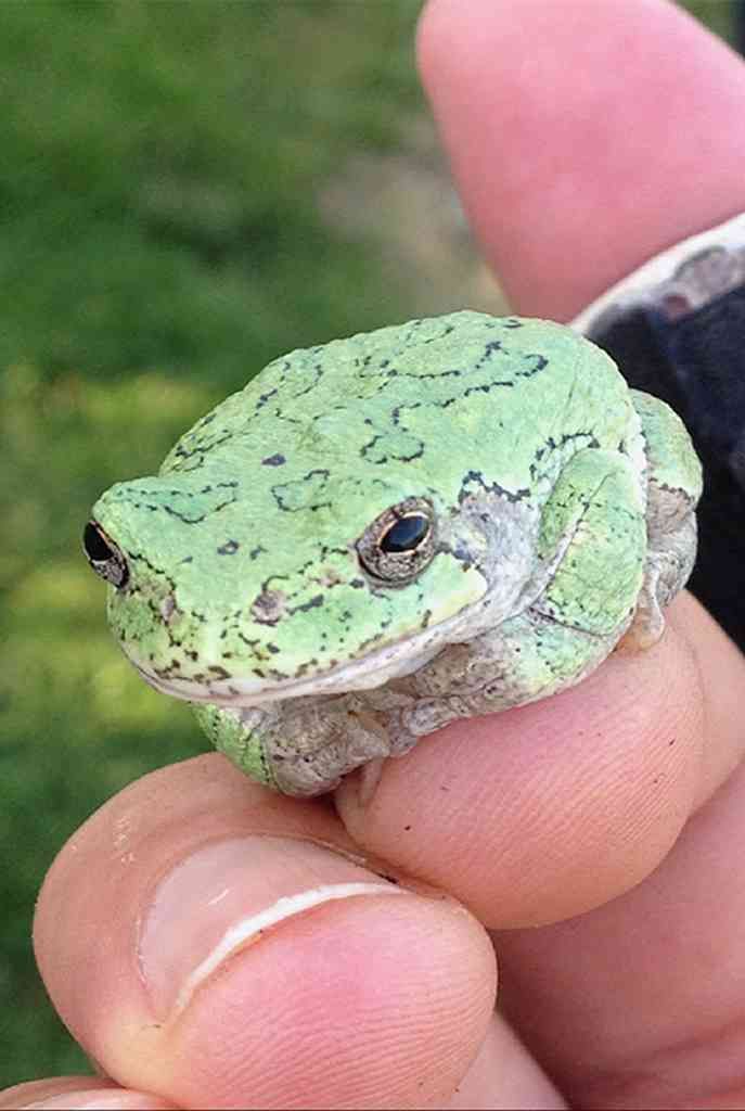 a person is holding a small green frog in their hand