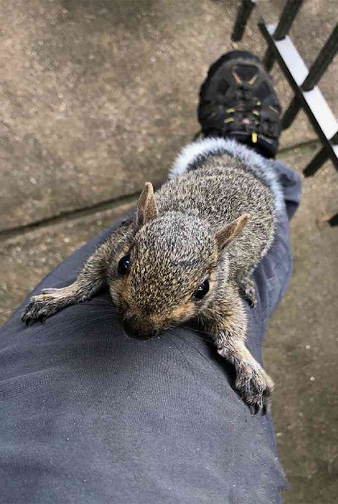 a small squirrel is laying on a person's leg