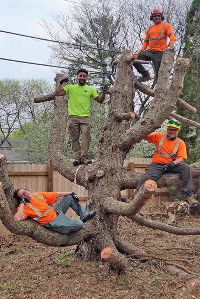 a group of men are standing on top of a large tree