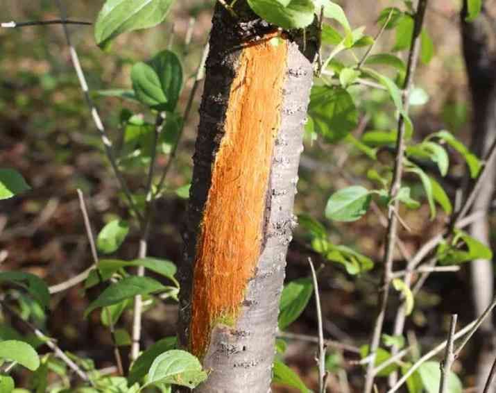 a tree with a thick bark and a few leaves