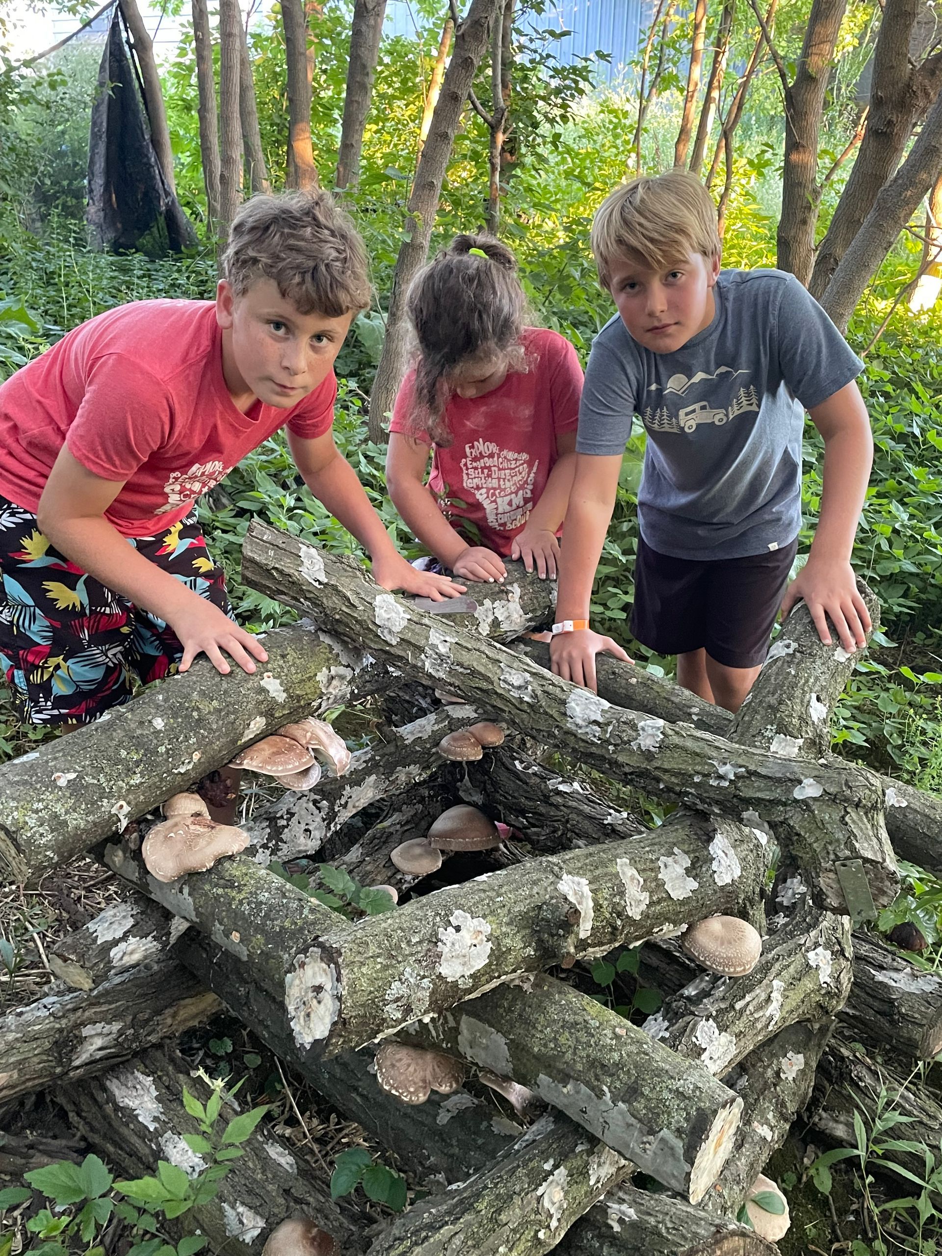 Three children are looking at mushrooms growing on a pile of logs in the woods.