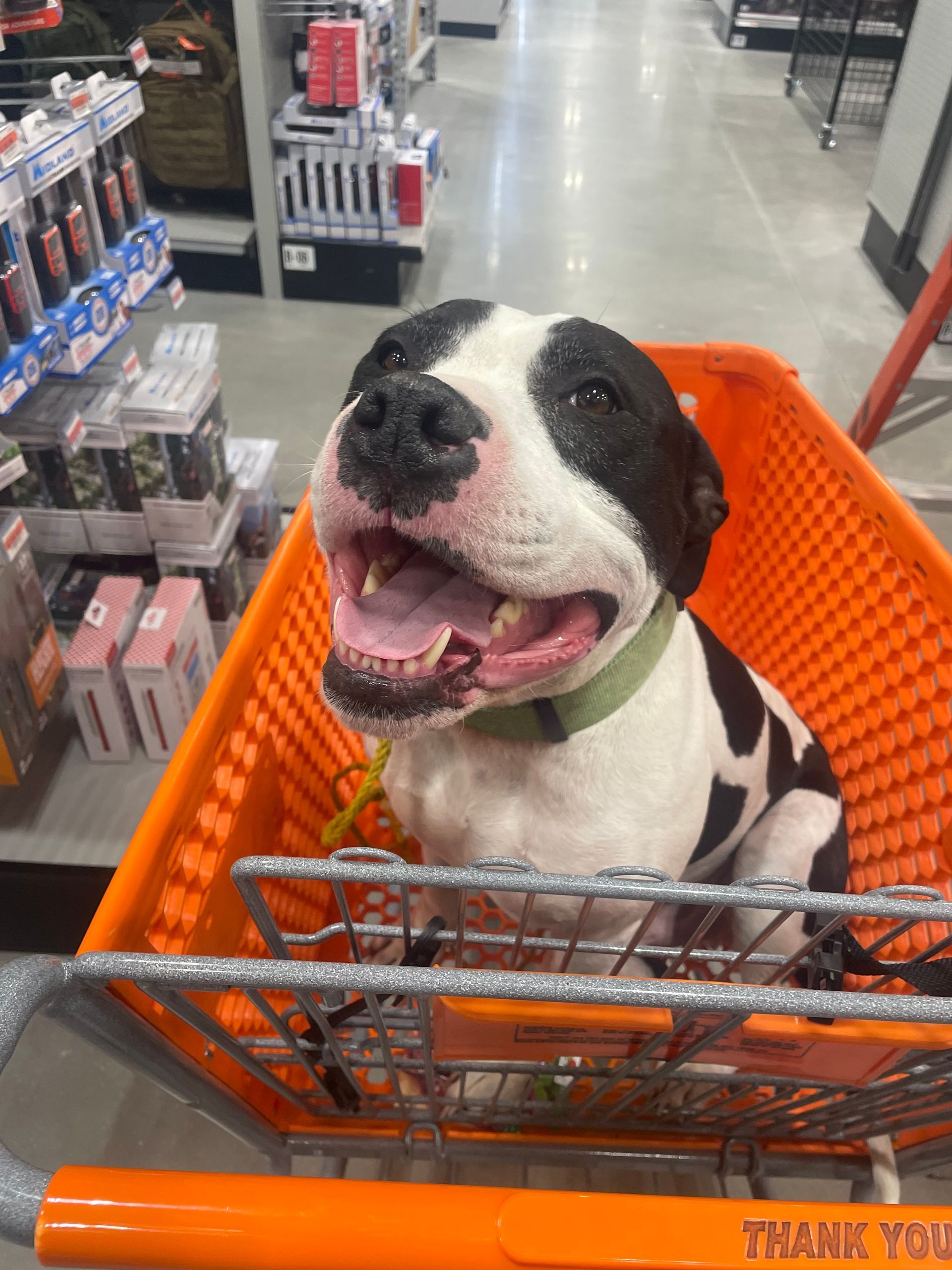 A black and white dog is sitting in an orange shopping cart
