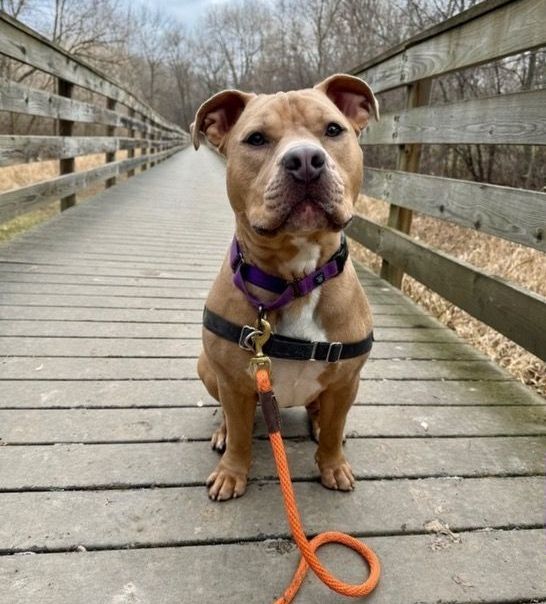 A brown dog with a purple collar is sitting on a wooden bridge