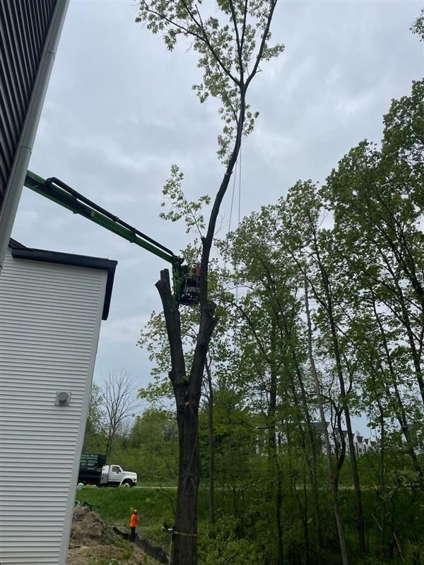 A man is cutting a tree with a crane in front of a house.