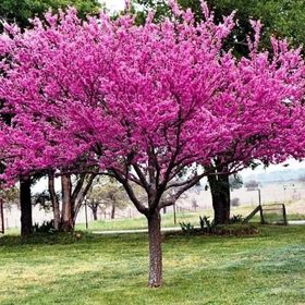 A tree with pink flowers is in the middle of a grassy field.