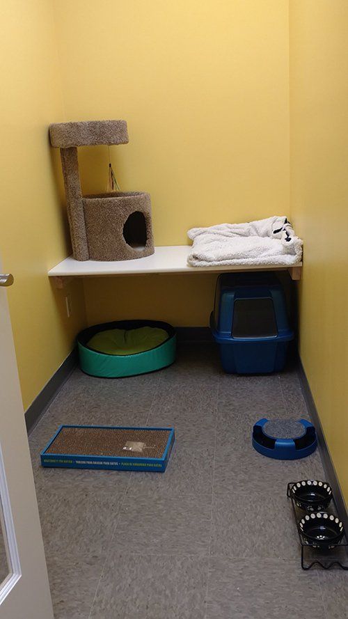 Cat boarding services