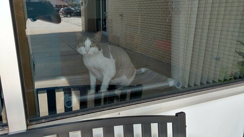 Cat boarding services