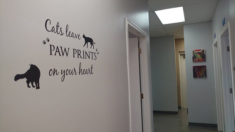 Cat boarding services