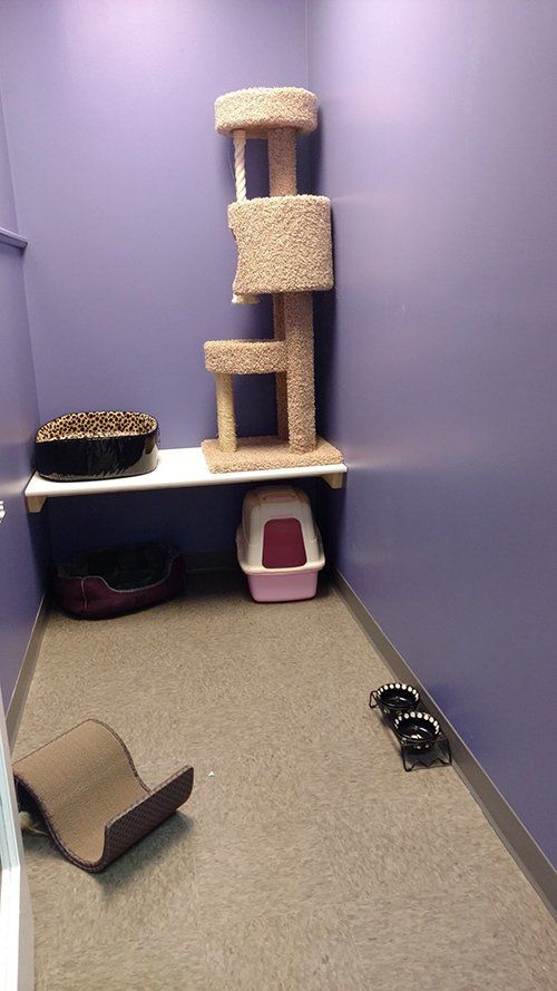 Cat boarding services