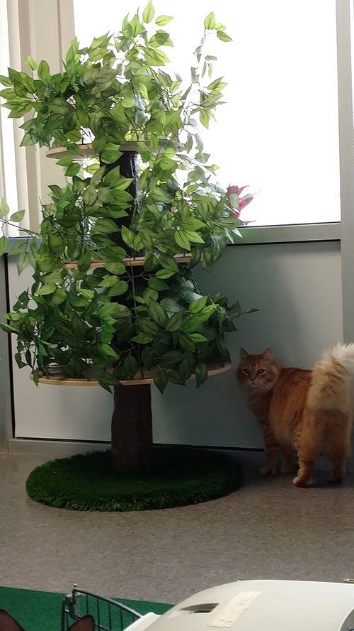 Cat boarding services