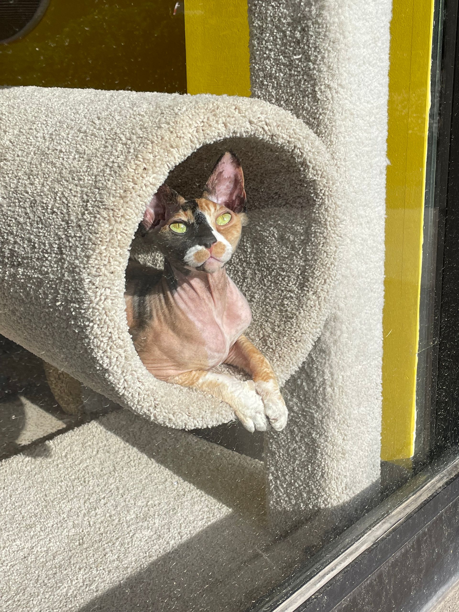 A cat is sitting in a tunnel on a cat tree.
