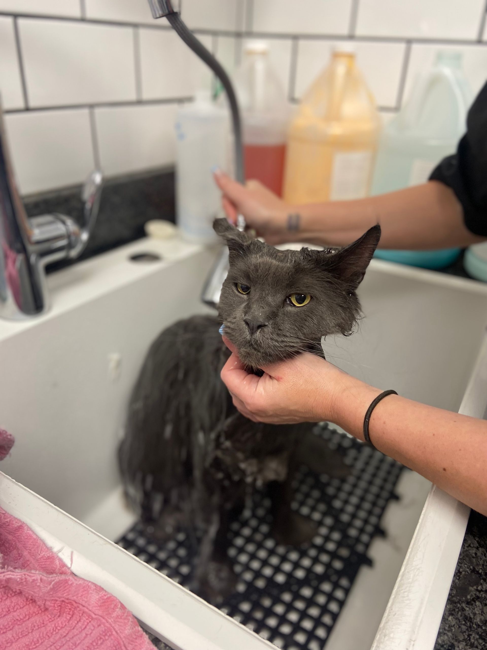 A person is holding a gray cat in a sink.