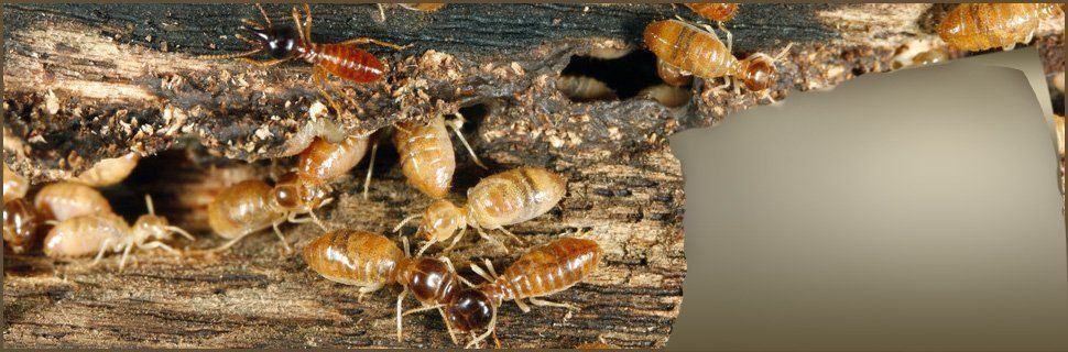 ants | La Grange , KY | Cooper Termite and Pest Control | 502-222-1320
