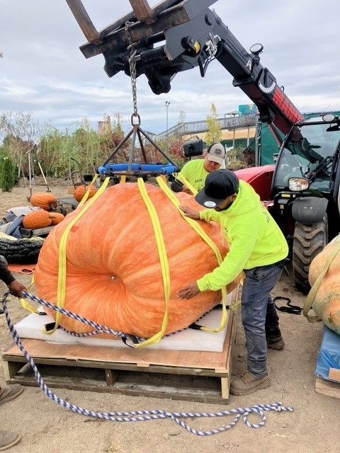 A large orange pumpkin is being lifted by a crane