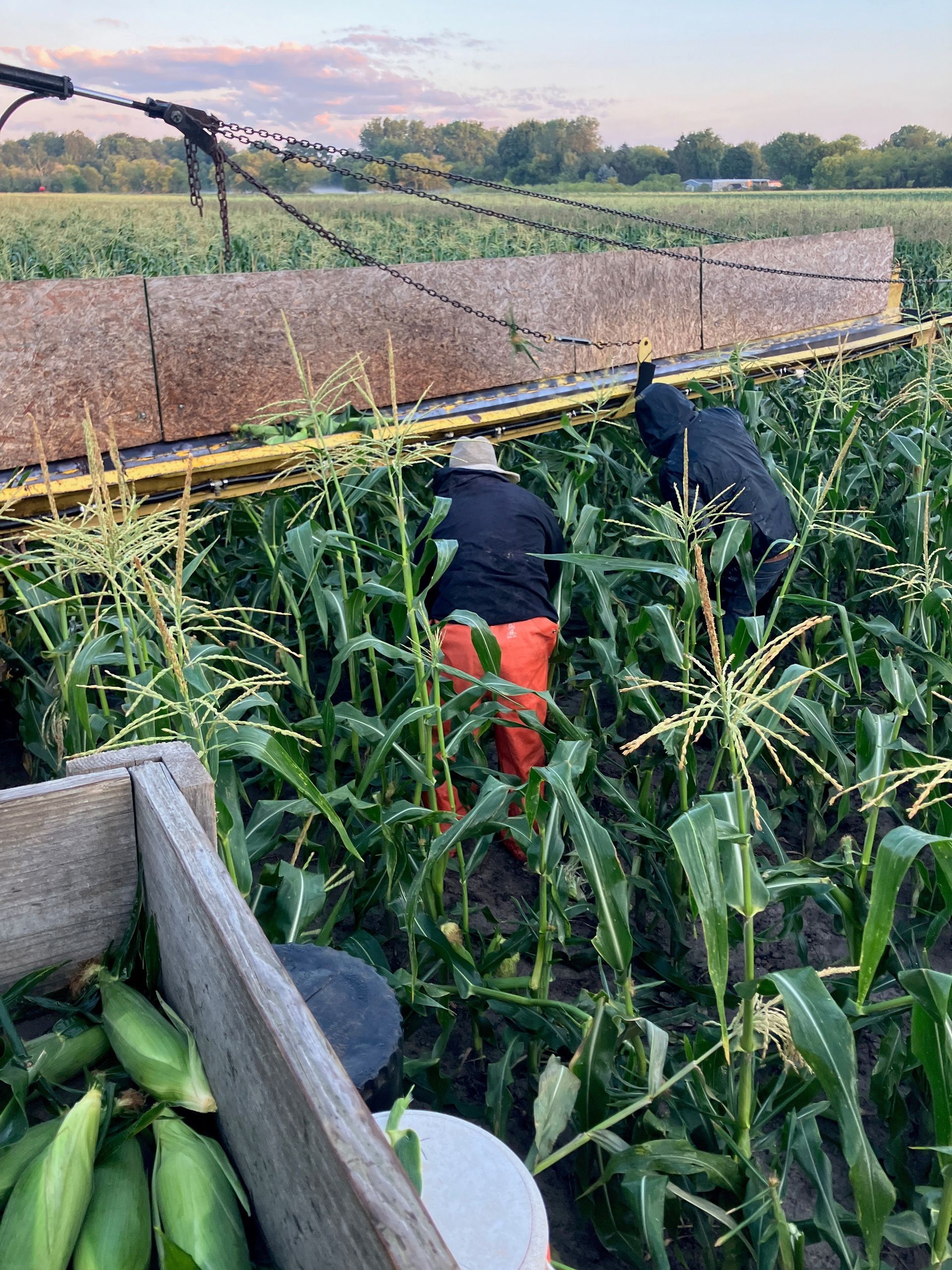 A group of people are working in a corn field.
