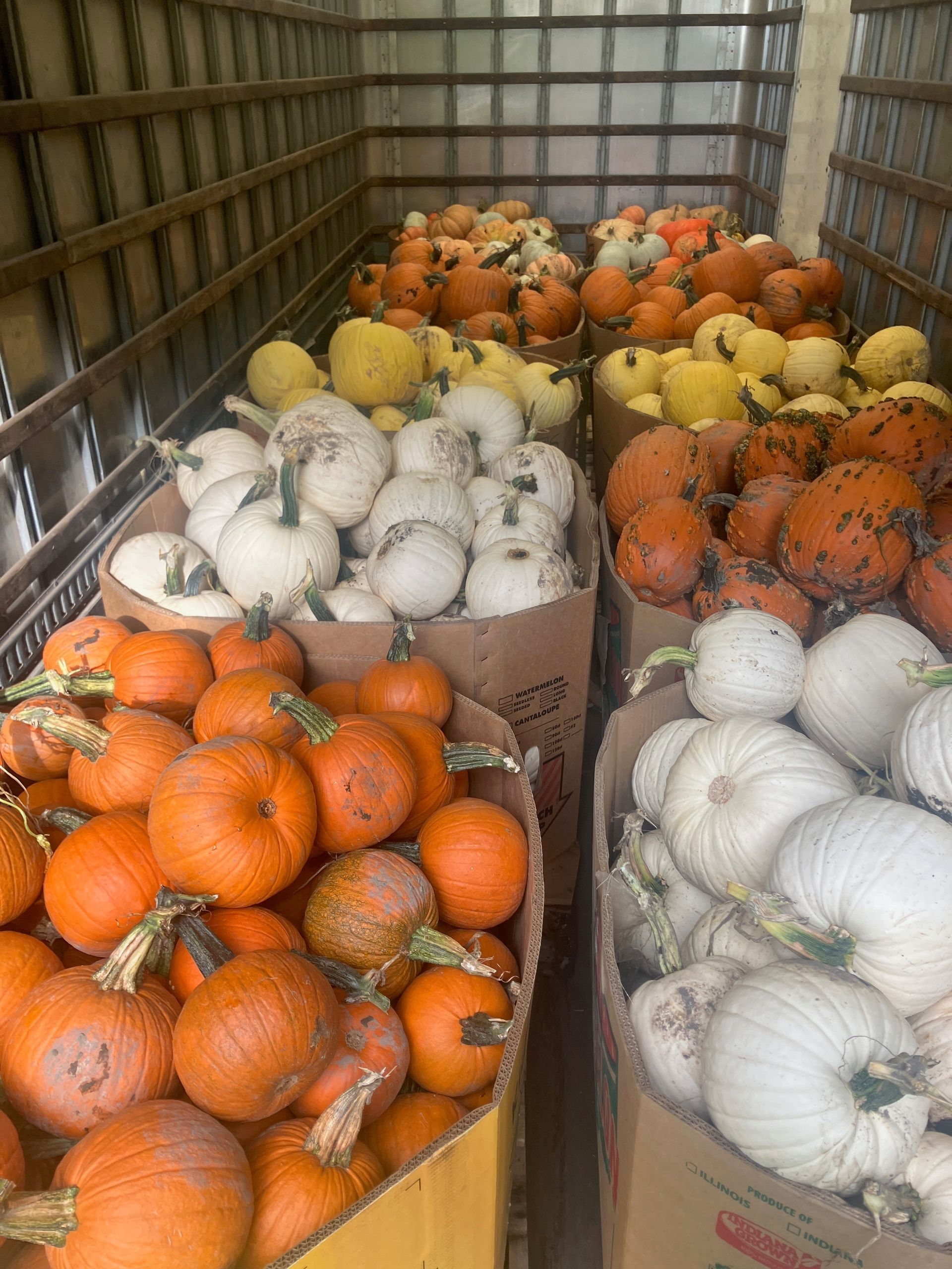 A truck filled with lots of pumpkins and squash.