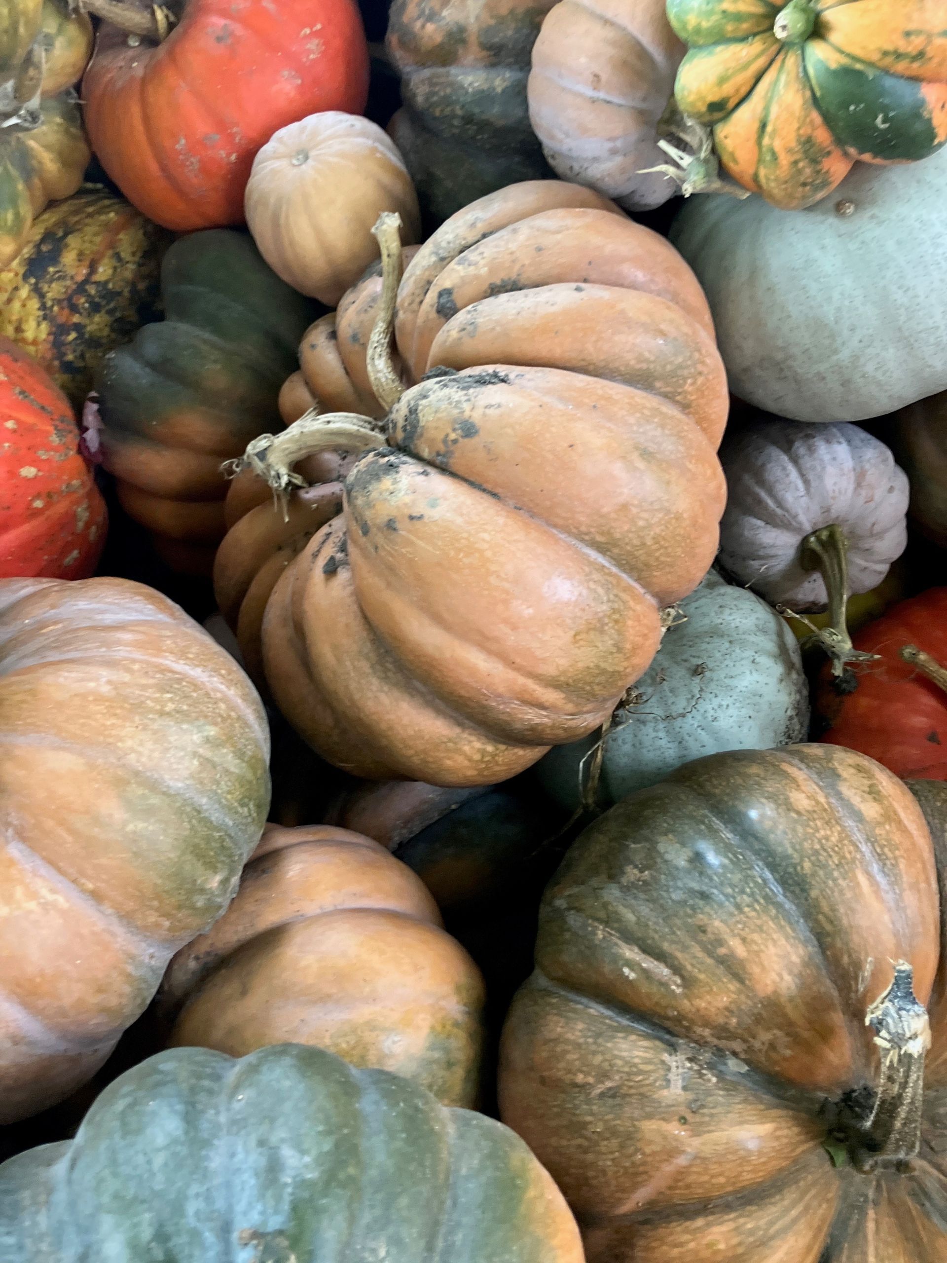 There are many different types of pumpkins in this pile.